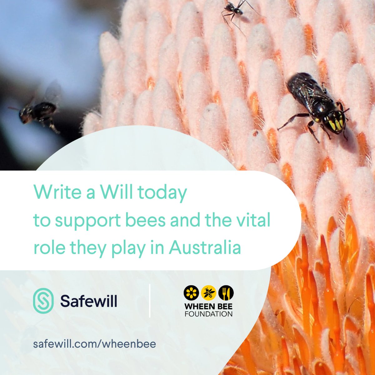 We've partnered with Safewill to offer our supporters 50% off Safewill's Will-writing service. By leaving a gift to Wheen Bee Foundation in your Will, you can help fund vital research projects that protect bees and their environment. Write a Will at bit.ly/3ThciG1