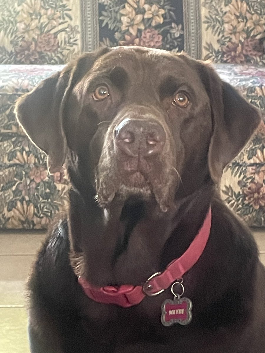 realMaybetheDog's tweet photo. Innocent 😇 https://t.co/0IKBouM1Hn