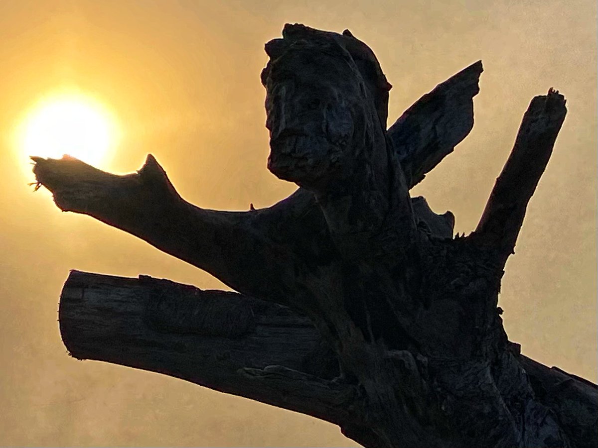 How about a Driftwood #Angel Katja at #sunrise ..😎
#eveningtrivia #driftwood