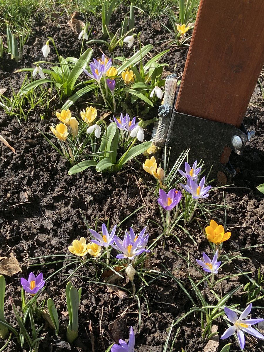 🌻David A Bradshaw (@caledoniablooms) on Twitter photo 