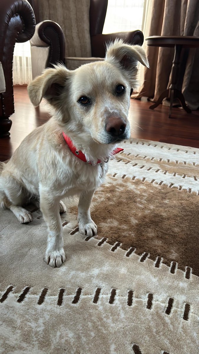 patiarkadas's tweet photo. Gofret 1.5 yaşında,erkek.
Tuvalet eğitimi var, kuru mama ile besleniyor. Kısırlaştırılmış. Arkadaş canlısı Gofret oyuncu bir köpek. Kedilerle anlaşamıyor ama köpeklerle arası iyi. Sokakta bulduğumuz Gofret’e  İstanbul

İnstagram @burcuaveri 

#SokakHayvanlarıSahipsizDeğil https://t.co/qMsOKoYuaJ