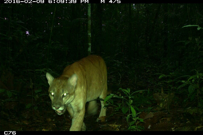 ANAPAULA200114's tweet photo. El majestuoso #Puma (Puma concolor), emblemático depredador de la región #neotropical se encuentra en peligro según el Libro Rojo de Mamíferos del #Ecuador, Pero ¿Cuánto sabemos realmente sobre él?

Foto: WCS Ecuador. https://t.co/wTazqfEi2w