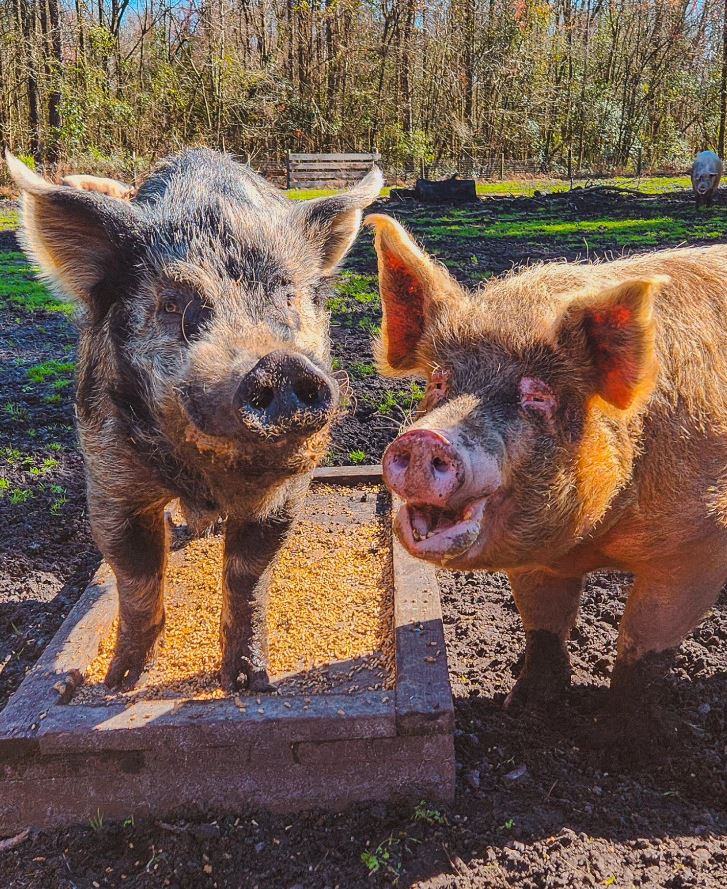 sisurefuge's tweet photo. Happy Monday! 🥰

I've literally never seen two pigs more in love... just look at these smiles. 🤣📷📷 If you've been with us for a while, then you know Mama has been pursuing Pew for years. She never gave up 📷 and you can see how proud she is to have finally got her man. 🤣 https://t.co/selJ4rLeIe