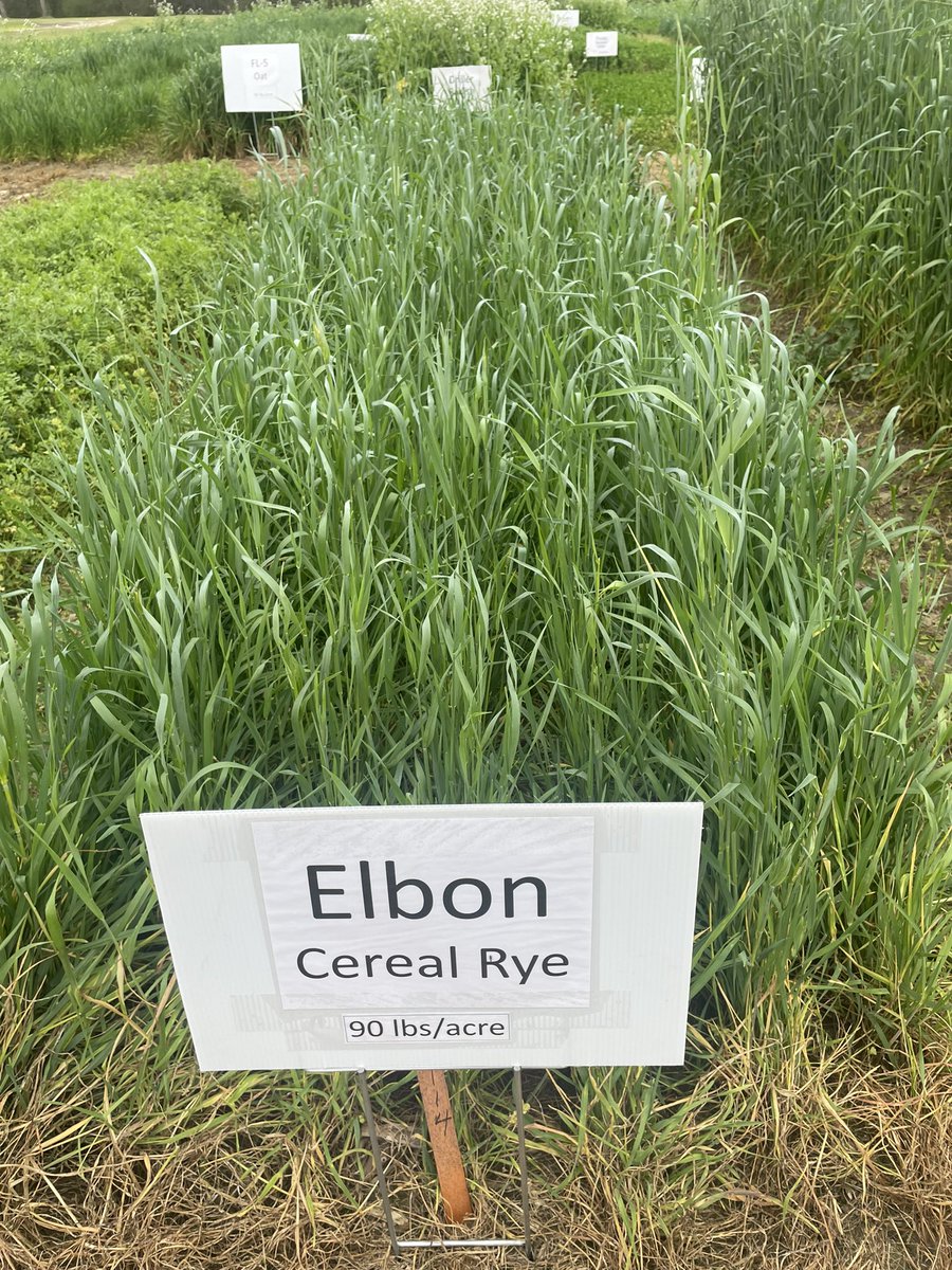 FL405 and FL406 are early cereal rye varieties in the pipeline to replace FL401. We will have better control of seed certification and improved disease resistance in these varieties. Elbon for comparison.