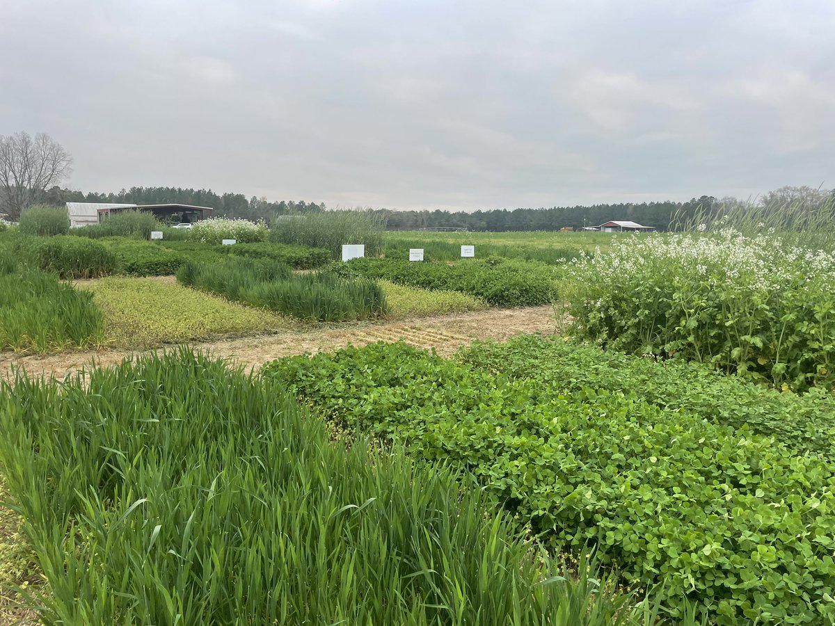 Happy cover crop season! 🍀