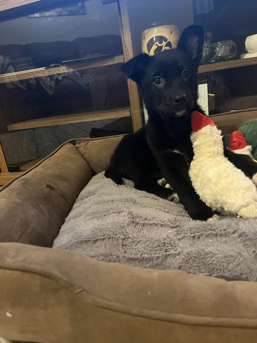 BeckSE72's tweet photo. Meet Gabbie!  ❤️
Stats:
*Born in North Carolina shelter (12/2/23)
*Transferred to Iowa 3/6/24
*Rescued 3/9/24
*Lab/German Spitz mix
*Weight 8.5
*Likes to eat, sleep &amp; keep mom on her toes
*Named after @GabbieMarshall https://t.co/7fFIev6oIC