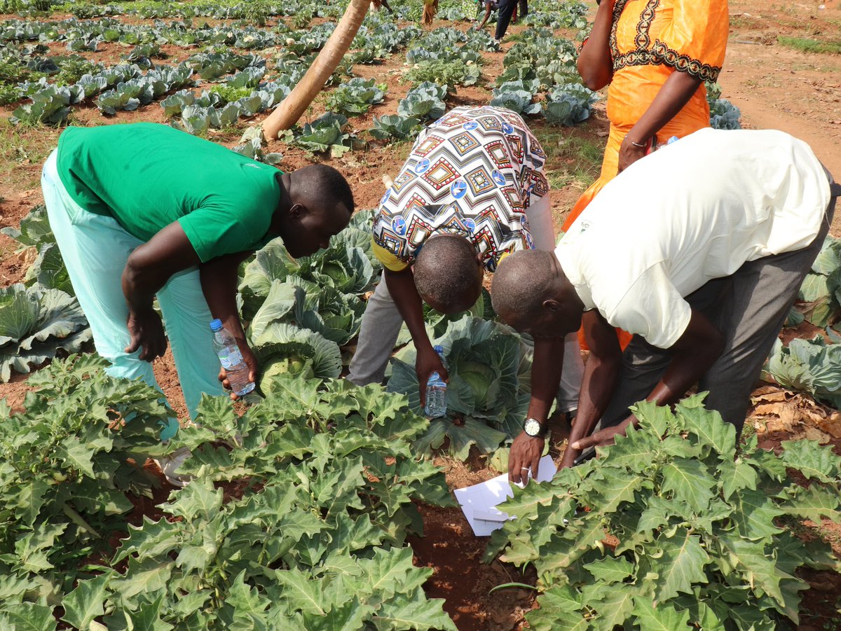 padfaci's tweet photo. PARTENARIAT PROJET MARIGO ET LE PADFA : 30 FORMATEURS ENDOGÈNES DES OPA DE LA FILIÈRE MARAÎCHÈRE FORMÉS SUR LA RECONNAISSANCE DES BIOAGRESSEURS ET LES MÉTHODES DE PROTECTION AGROÉCOLGIQUE

#PADFA #IFAD #fida #meminader #OPECFund #OFID #projetmarigo

https://t.co/BBI9p2QfDe https://t.co/WAf9dVBB92