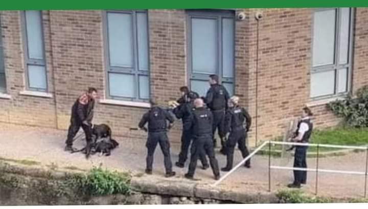 Just look at the bunch of thugs in uniform ganging up!!!. Shooting two dogs dead that were no threat and leashed together!! Marshall already shot and 9 month old Millions seconds before also being shot dead whilst cowering in fear!!. #justiceformarshallandmillions