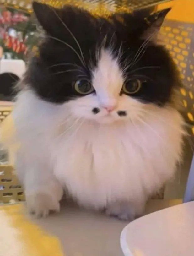ShouldHaveCat's tweet photo. https://t.co/v5MhbOy6Z3