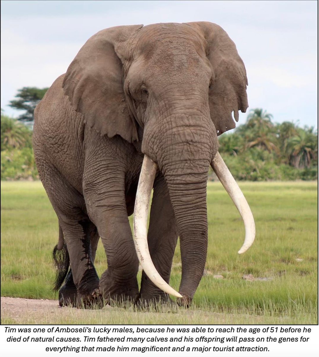 BREAKING The Amboseli Elephants: statement was shared by Big Life Foundation, Amboseli Trust for Elephants  and ElephantVoices 

Part 1 

An appeal to end elephant trophy hunting in the Enduimet Area of Tanzania  

In 1994 there was international outcry when four individually
