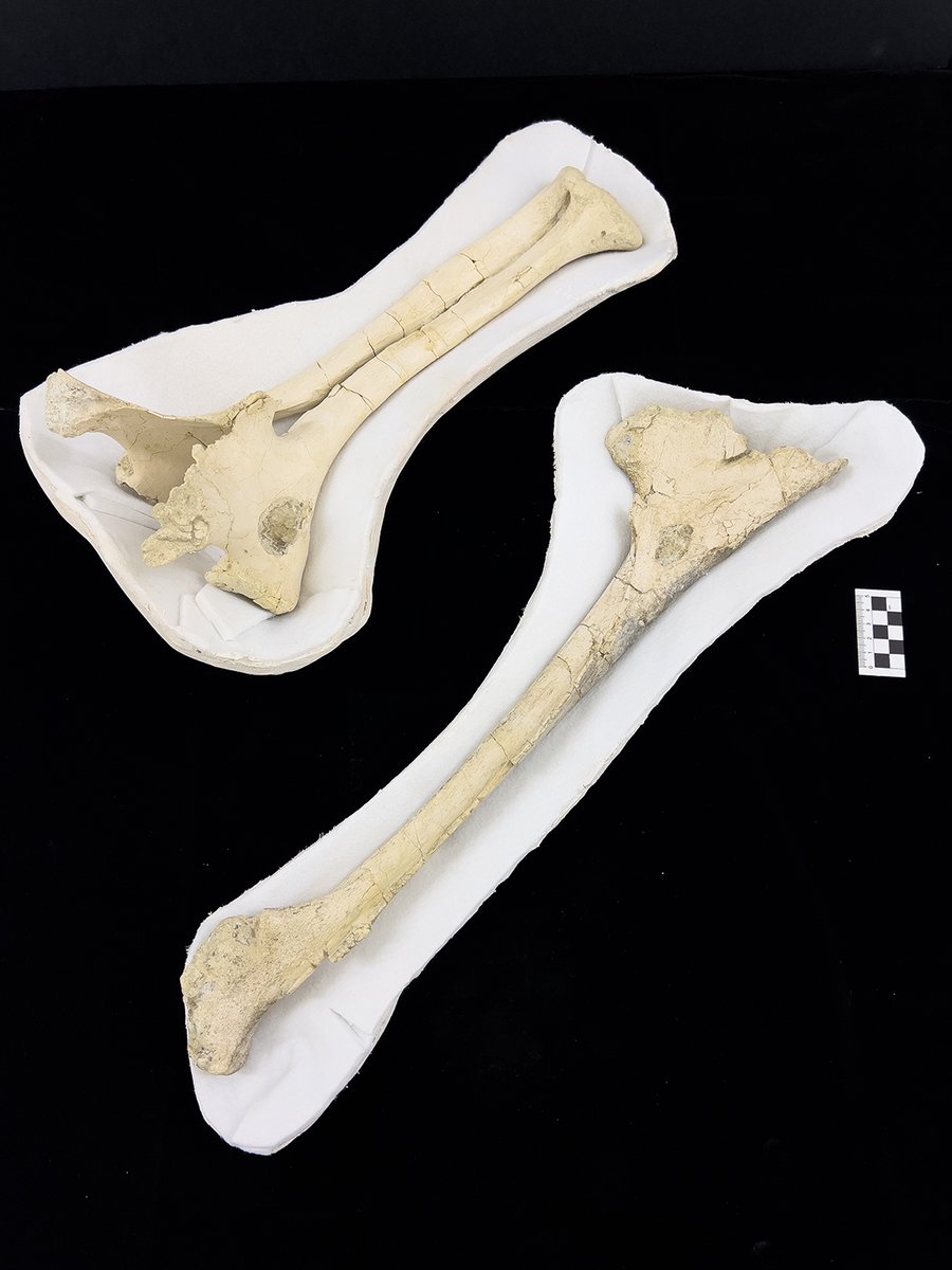 DenverMuseumNS's tweet photo. In other cases, water can actually dissolve the calcium in the bone and cause it to recrystallize into calcite, resulting in the slow transformation of the bone into crystal! #dmns #MadagascarMonday #MuseumCollections #MuseumScience https://t.co/J5GsVIDzXK