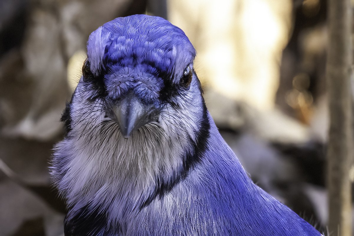 NativeBlueberry's tweet image. Wildlife is the closest thing we have to perfection. Here are some "common" @CentralParkNYC birds from this afternoon. #birdcpp