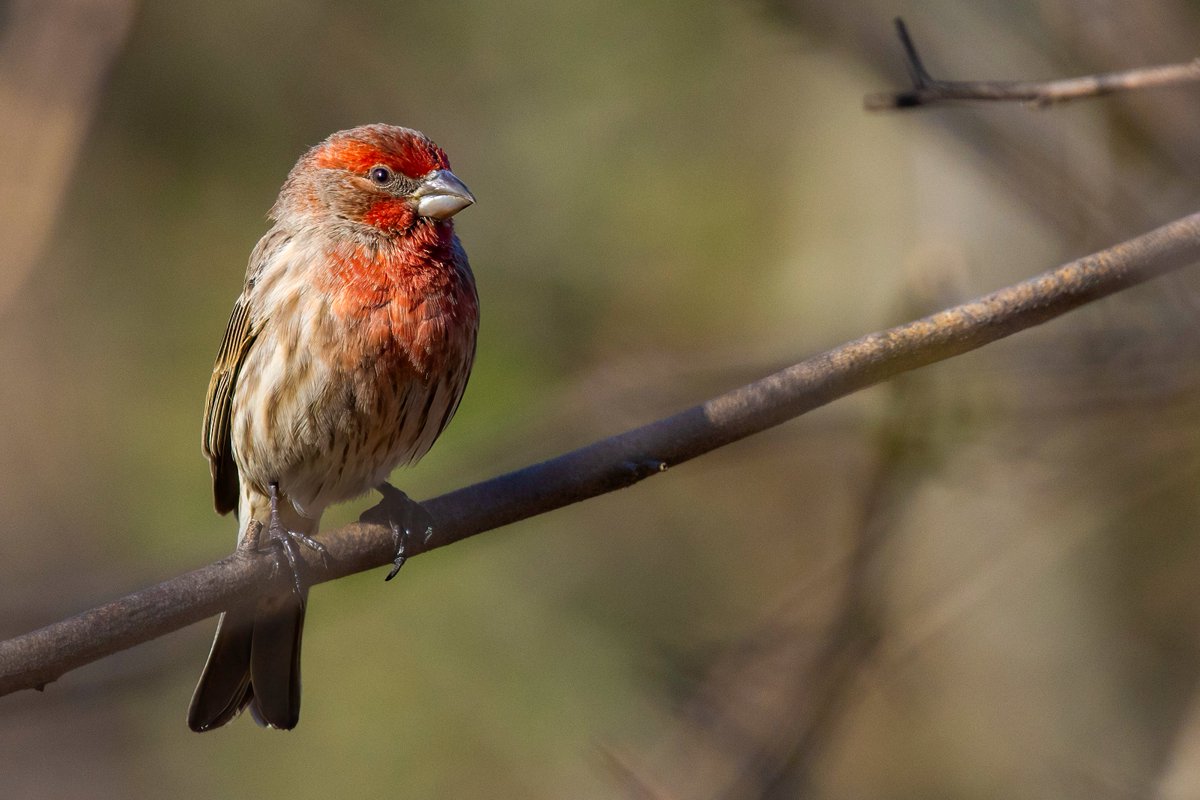 NativeBlueberry's tweet image. Wildlife is the closest thing we have to perfection. Here are some "common" @CentralParkNYC birds from this afternoon. #birdcpp