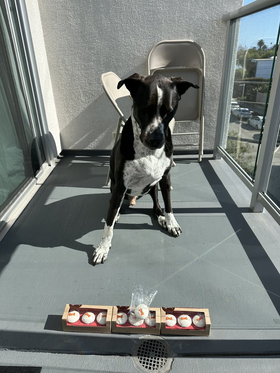 Today is the 8th anniversary of @ActOneVC, but it is also my boy Kushy’s 10th birthday. For 10 years, he and I have been inseparable. Not only did he change my life, he also saved it. I hope we are together for many, many more years to come. @sprinkles pupcakes to help us…