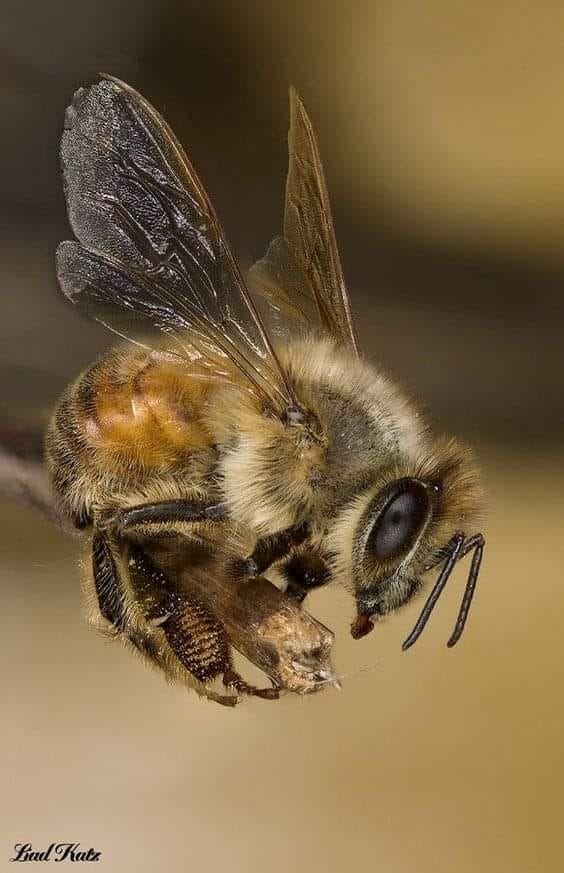 What a great story! ❤️❤️❤️ From a friend. -- My dad has bees. Today I went to his house and he showed me all of the honey he had gotten from the hives. He took the lid off of a 5-gallon bucket full of honey and on top of the honey there were 3 little bees, struggling. They were