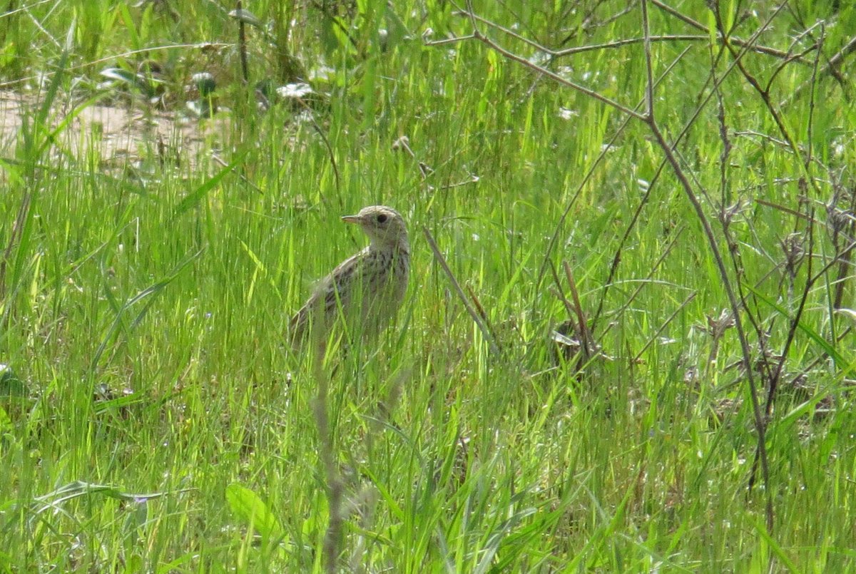 NarwhalSh's tweet photo. Continuing the run of excellent LBJ's, we are talking birds here so as not to confuse with Texas's more famous LBJ, finding Sprague's Pipit was a real bonus today. Was getting a bit late and thought that one might avoid me. #notso #tictastic https://t.co/cLwYbPk94g
