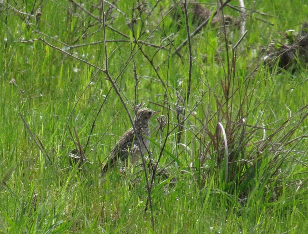 Continuing the run of excellent LBJ's, we are talking birds here so as not to confuse with Texas's more famous LBJ, finding Sprague's Pipit was a real bonus today. Was getting a bit late and thought that one might avoid me. #notso #tictastic