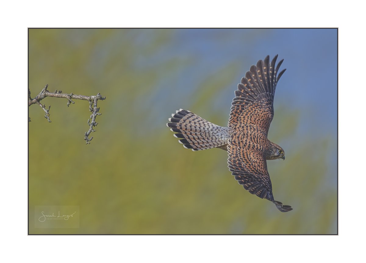 Wind Beneath Her Wings #Sharemondays2024 #fsprintmonday #WexMondays My favourite image of my favourite female #kestrel in #BushyPark last week. It was so windy she struggled to stay put on her #hawthawn perches! #wildlife #nature #birding #BBCWildlifePOTD #appicoftheweek