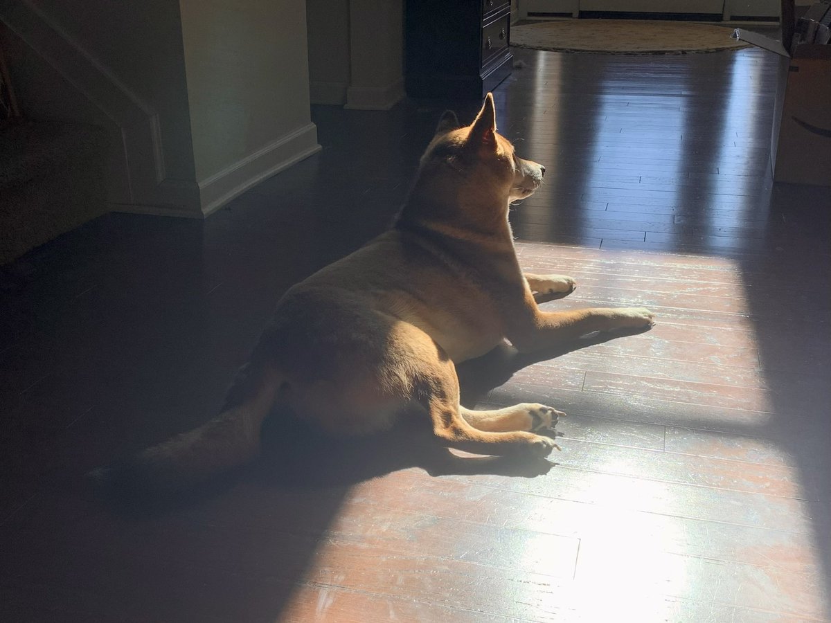 BakerStout's tweet photo. Is he in the perfect spot or has the sun already moved on. You tell me. #mydogmonday #ShibaInu #EnderBoy https://t.co/ksfiKUrEms