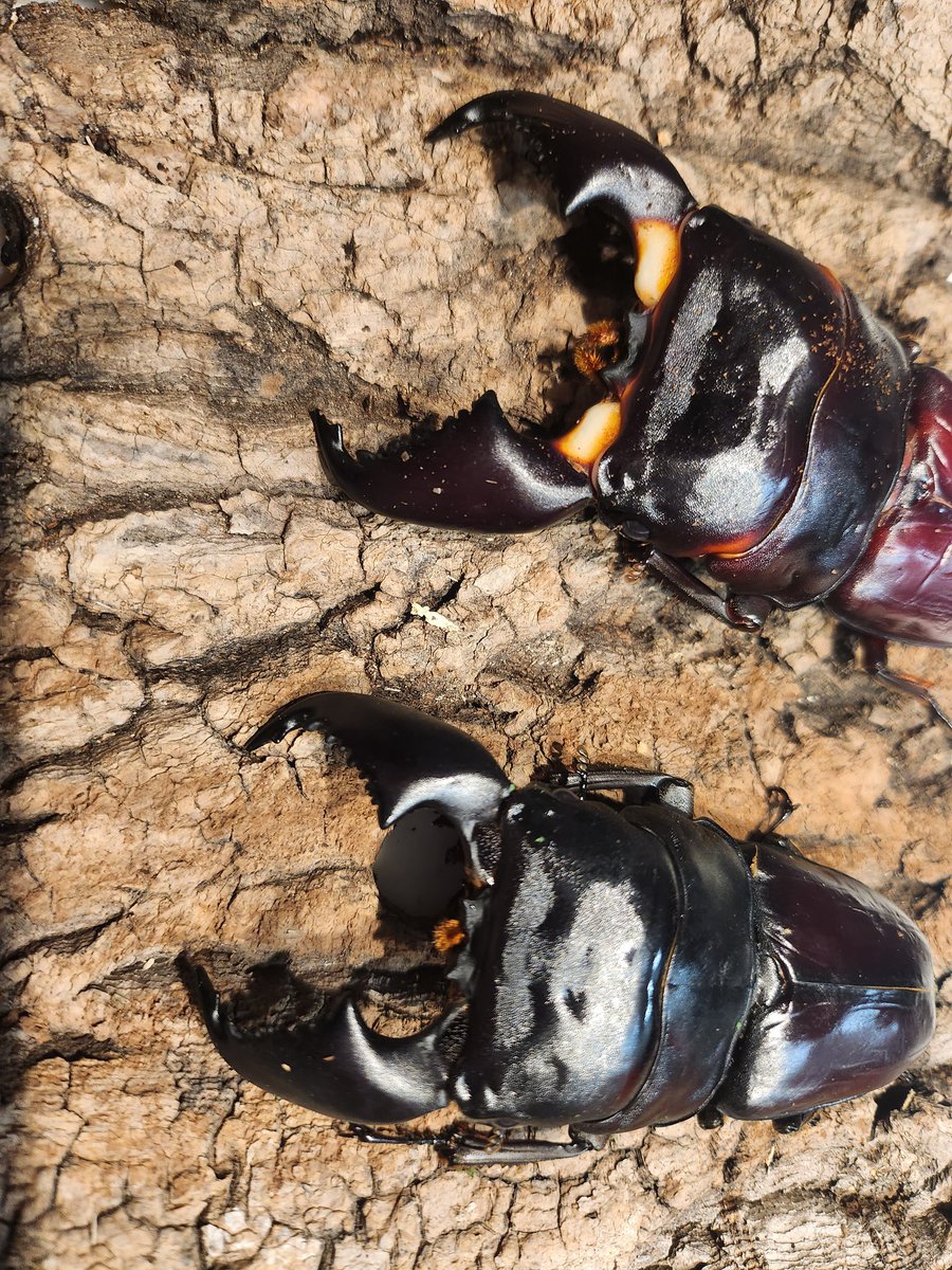 "おまかせ"

いらっしゃいませ