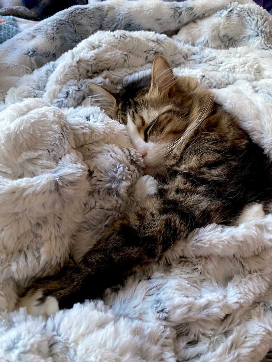 lexiikellley's tweet photo. oh to be a Louis wrapped up in bed with absolutely no responsibility other than breathing https://t.co/gEwjjh4MBa