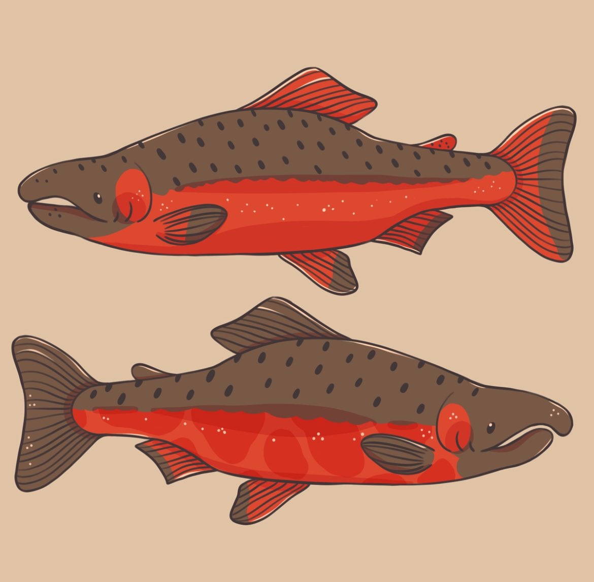 littletoadart's tweet photo. Altered the design of the Chinook salmon a bit! Now he has a new fish friend, the Coho salmon 🐟
#wildlifeart https://t.co/d01EiCHL8I