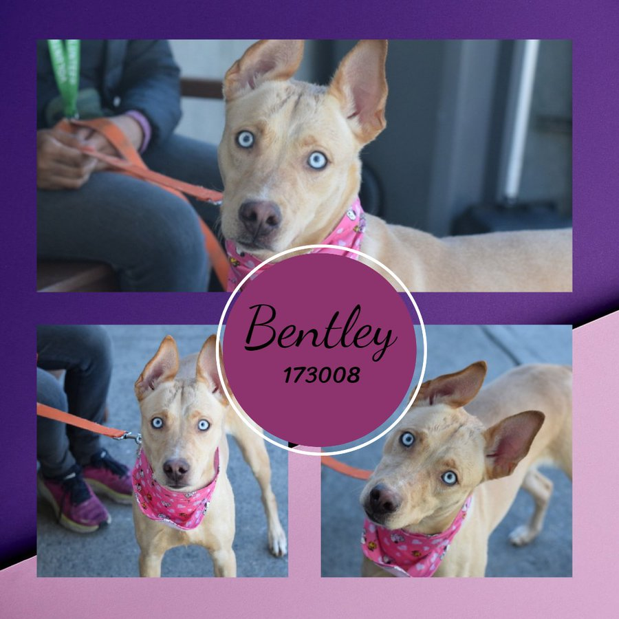 🐾2-y/o Bentley has been listed several times now & running out of chances. *Watch his video below* nycacc.app/#/browse/173008