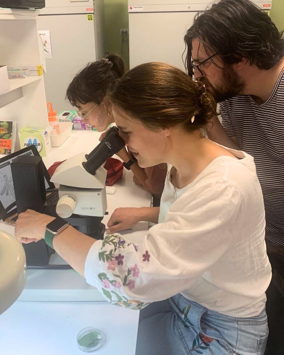 cesaraustralia's tweet photo. Excitement over insects is a common occurrence in our labs. A fresh project involves identifying #thrips, and as seasoned insect specialists, many of our team were keen to join in  🙌 👀

 #CesarinAction https://t.co/07FgsqwxbU