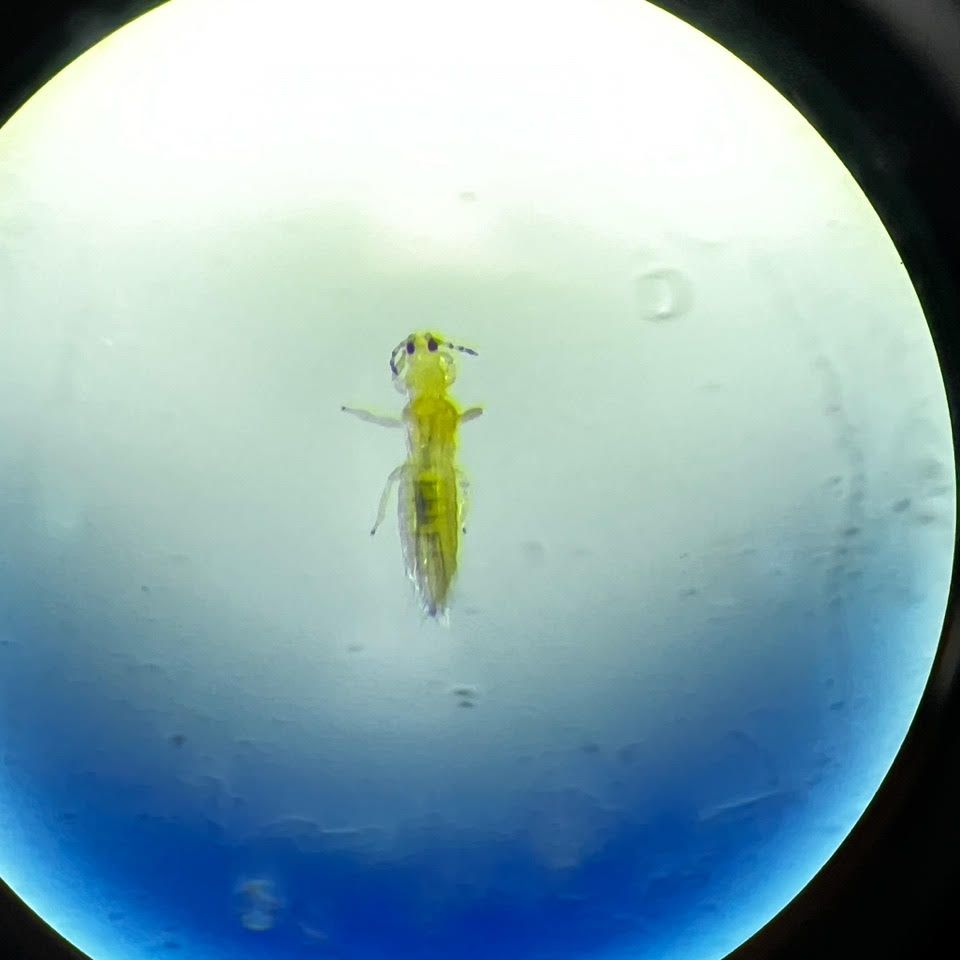 cesaraustralia's tweet photo. Excitement over insects is a common occurrence in our labs. A fresh project involves identifying #thrips, and as seasoned insect specialists, many of our team were keen to join in  🙌 👀

 #CesarinAction https://t.co/07FgsqwxbU