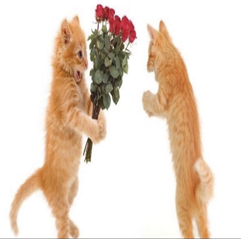 malegamia__'s tweet photo. es increíble la FELICIDAD que nos da a las chicas comprarnos o que nos regalen un ramo de flores https://t.co/ZSGsOrQrTI