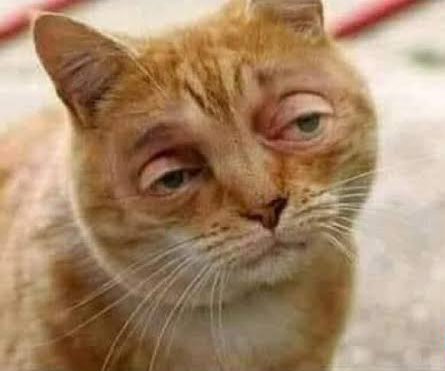 JahanZaibb_'s tweet photo. Me:
Before sehri            After sehri https://t.co/N20UzfhQBB