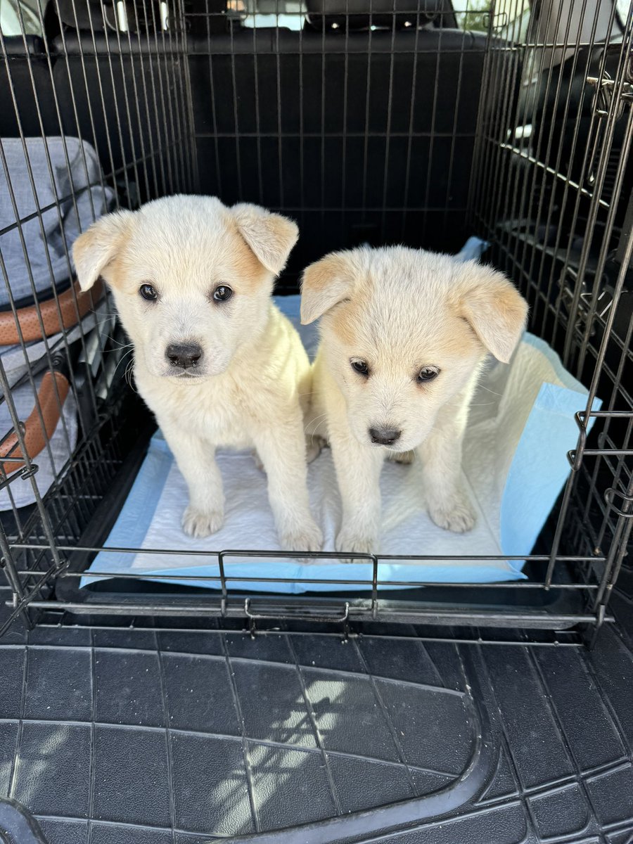 KristinaJadeLe's tweet photo. I rescued these babies yesterday, Great Pyrenees Australian shepherds! They were the cutest sweetest little girls! I hope they find good forever homes🩵🐾 https://t.co/5GUEfnhC8H