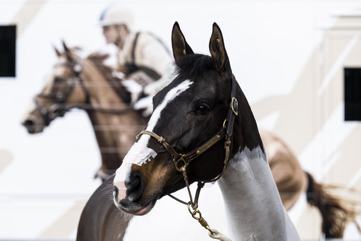 Hasenacher Stud & Farm tweet media