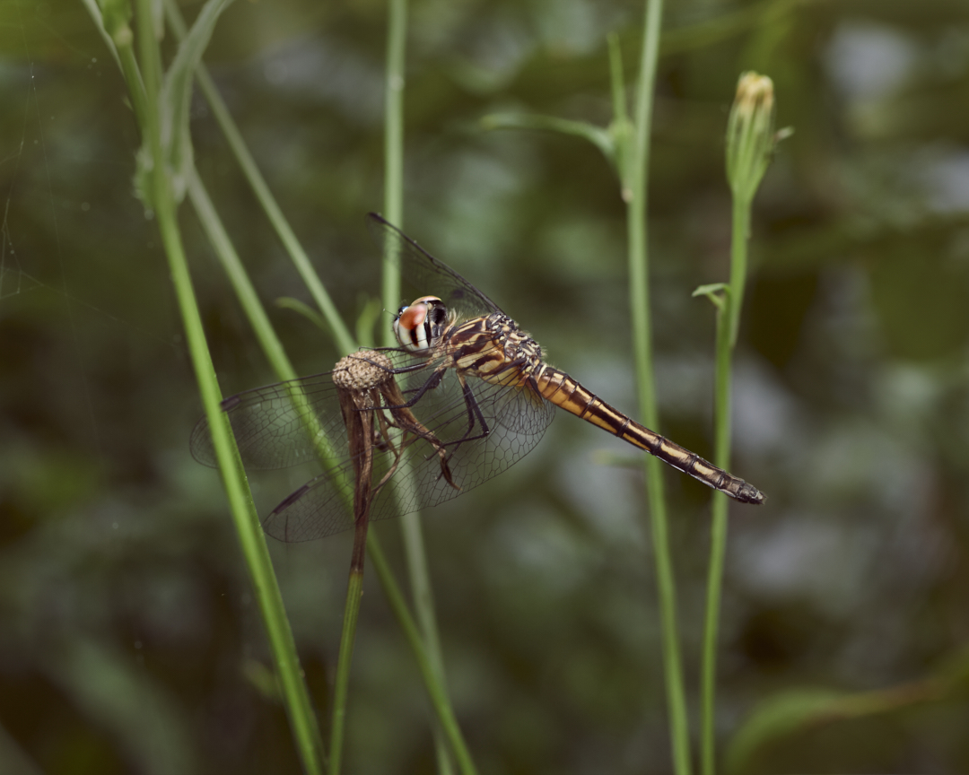 lowbassphotog's tweet photo. Hard to take a bad dragonfly photo...
#bluedasher #bluedasherdragonfly #wildlifephotography #macrophotography #insectphotography #photography #appicoftheweek #canonfavpic #captureone https://t.co/2UdbyVMJHB