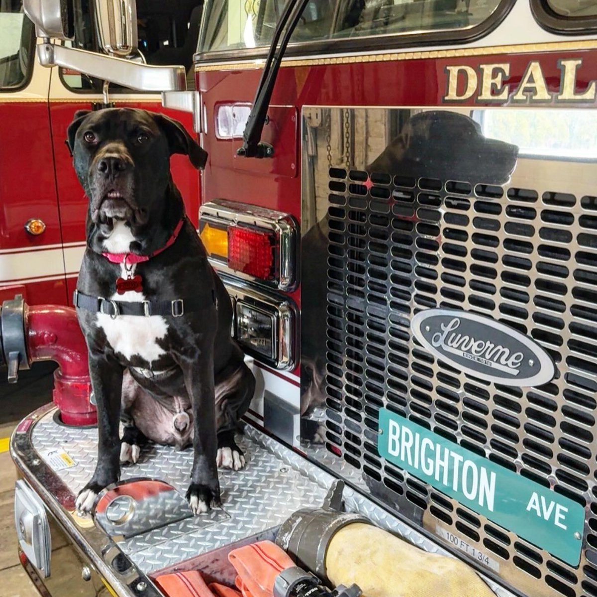 Good_vibes_up's tweet photo. GUS got ADOPTED! 😍😍😍
I'm a Fire Dog now!! 🚒🐾
From Monmouth County SPCA #NJ @TheMCSPCA
Our sweet Pony Boy, now named Gus, was adopted by the Deal Fire Department and will be the official mascot for the station ❤️
Gus will now provide company, companionship and help our first responders reduce stress levels just by being his wonderful self 🫶🏻
Thank you everyone for a fantastic weekend!
From Deal Fire Department:
The Deal Fire Department is excited to announce the newest member of our department Gus, a loyal and furry addition that is sure to steal hearts! Gus was found as a stray and was adopted from the Monmouth County SPCA in Eatontown. He will not only provide companionship to the firefighters but will also help reduce stress levels. We are thrilled to welcome our new four-legged friend and look forward to giving him the life he deserves. We must thank the Mayor, Commissioners, and the Borough Administration for allowing this adoption to happen. We also must thank the amazing staff at the SPCA for helping us through this process. For more information about adopting a furry friend of your own visit the Monmouth County SPCA’s website. https://t.co/nbLdASPTa6
https://t.co/gAY6RrfDPS
Visit your local animal shelter today & #AdoptDontShop
Twitter / X / Rescue Network ⬇️⬇️⬇️
@TaniaHop3 @WinglessBird_ @SandraK93322487 @ckarr2 @venetianblonde @Dubs4Mutts @MyBoxerLuvMac1 @mapleveewesem @TAVNWNYCACC @Jacquel35589242 @AngelaORegan7 @Janetlynne211 @rollca49 @MelissaRNMBA @DebraDragonhea2 @jijmpel @AnneBay4 @betsrosed @MaeDavi34581419 @beeleevitonly @DarleneSwan11 @BoomerBeatViews @SherMoss7 @PhaedraXTeddy @nasrene41 @PeterAskin1 @htfleming73 @GoldenBeverley @LisaBrabson @MelodyLenz6 @psychicwhisper3 @Barbann56 @marilynwinders @Hbowman1H @Freedom4Enigma @BearyHappy04 @the_sigismund @SuzanneSugar @RoCoGB @AngRiley1 @bullywatchlies @Odie192697 @BullBreedForum @grlnxtdr54