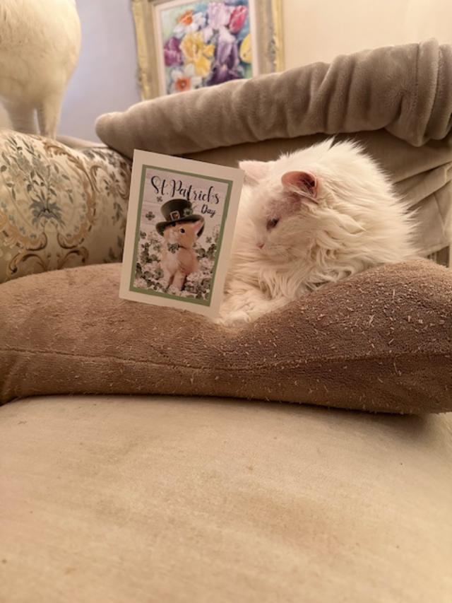 Spicy: As I was making up for my lost hour yesterday, I began to dream of friends who have come and gone in my life. Then Tinker woke me. Tinker: Spicy, Spicy, you've got a St. Patrick's Day card! Spicy: From my good friend, Wulfie's mistress.🤗 @VoneBowly