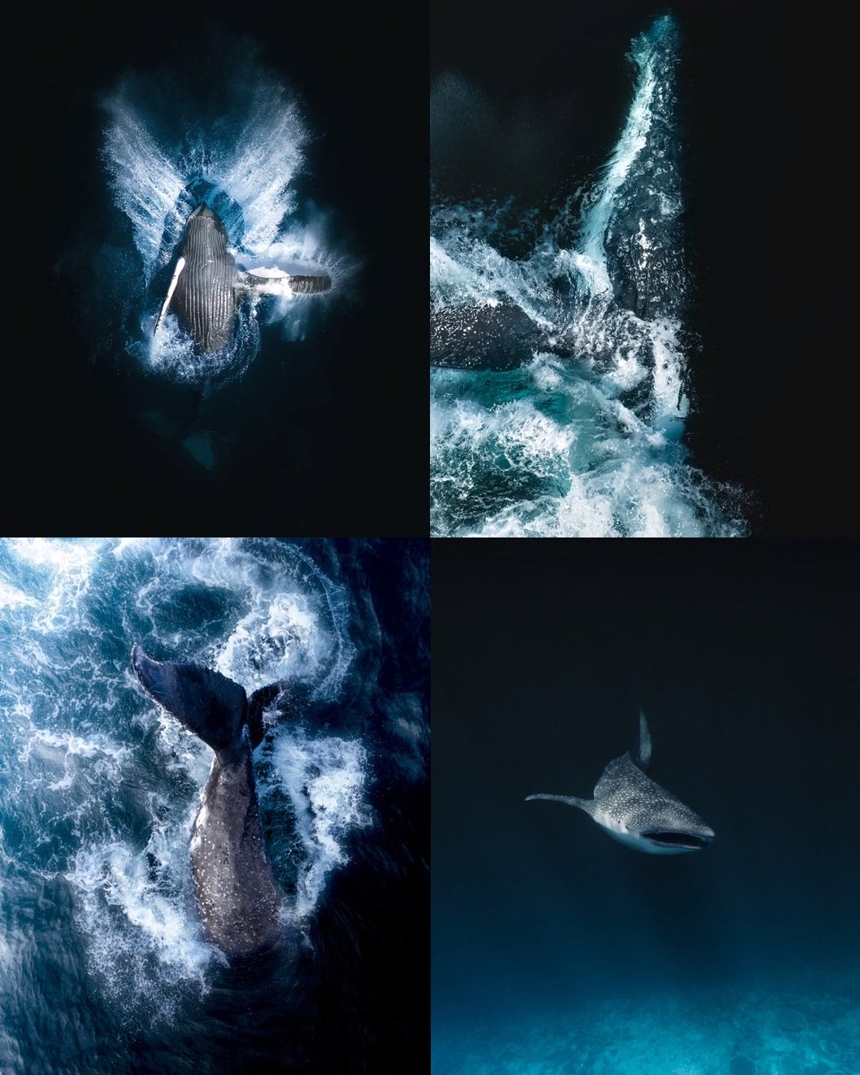 I choose whales 🐋🖤