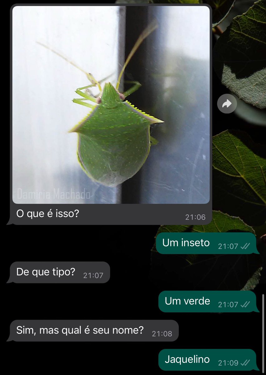 CesarFavacho's tweet photo. Como funcionam as identificações de inseto: https://t.co/GbZyZd1NXd