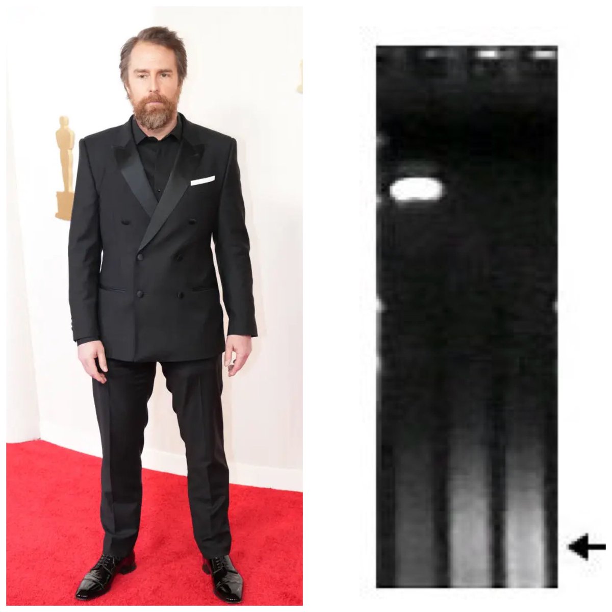 Back by popular demand for 2024: The #Oscars as things seen in science. First up, Sam Rockwell as a failed PCR