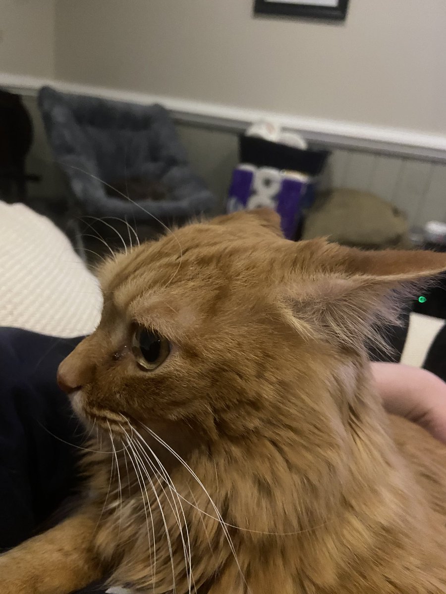 Baileymoon15's tweet image. watching oppenheimer with my cat and she did not like when the bomb went off