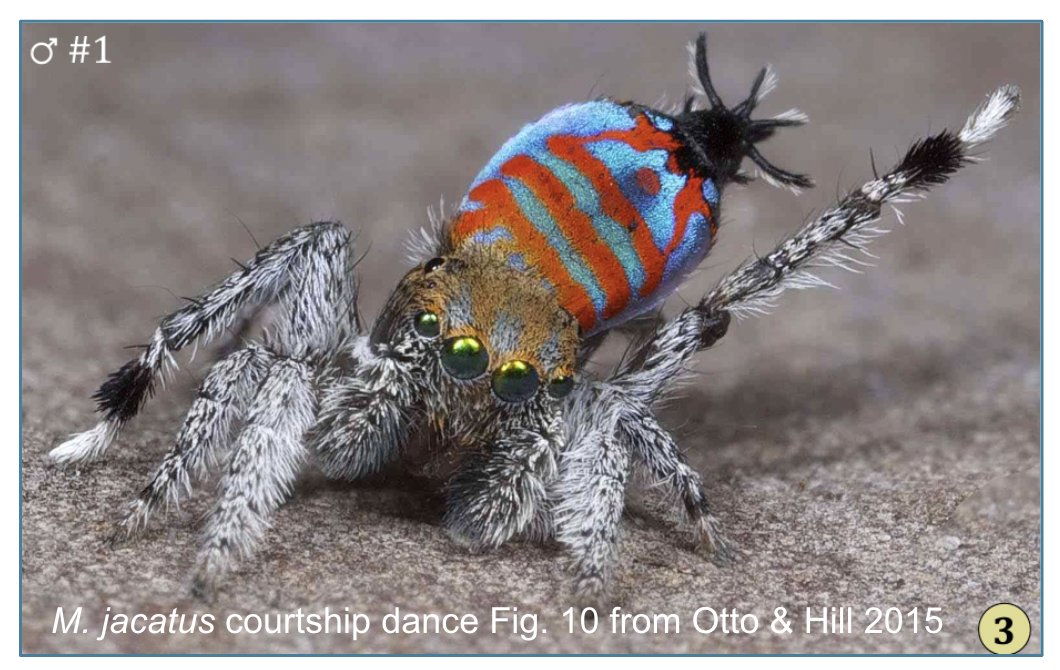 Sparklemuffin Peacock Spider dramatically rocks his iridescent blue and orange backend, sparkling in the sunlight, as he rapid fire kicks up his long legs. (Otto &amp; Hill 2015) #2024MMM