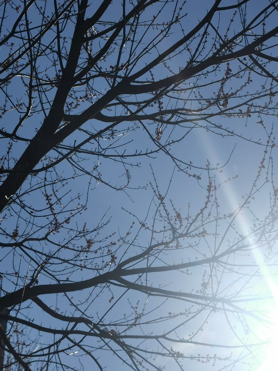 Sekerati_MEVT's tweet image. Enaniyette olanın adalette olması O LA SI LIK SIZ DIR.

#NatureBeauty

#NaturePhotography

#AmazingTree