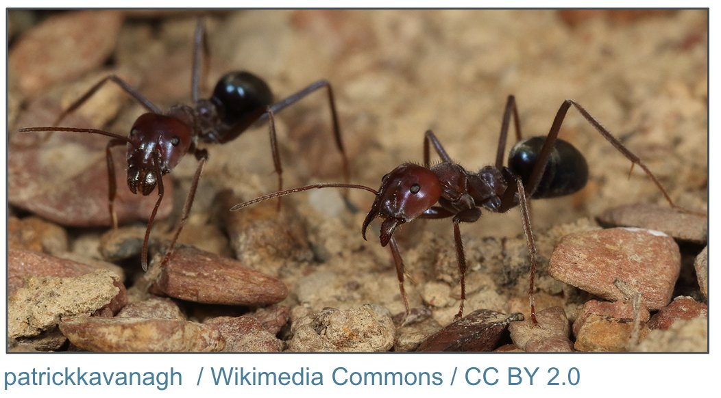 OH NO! A meat ant (Iridomyrmex purpureus), 50% bigger than Sparklemuffin, is aggressively closing in!!! #2024MMM #GetInThere