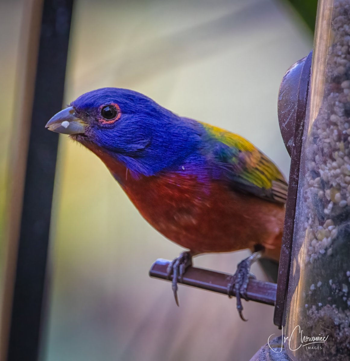 Simply the prettiest bird from our Florida trip & easily the prettiest bird we have seen.   The female & male painted bunting.  French name of the Painted Bunting, nonpareil, means “without equal”.   #bird #nature #wildlife #wow #canon #bunting #color #colours #birds