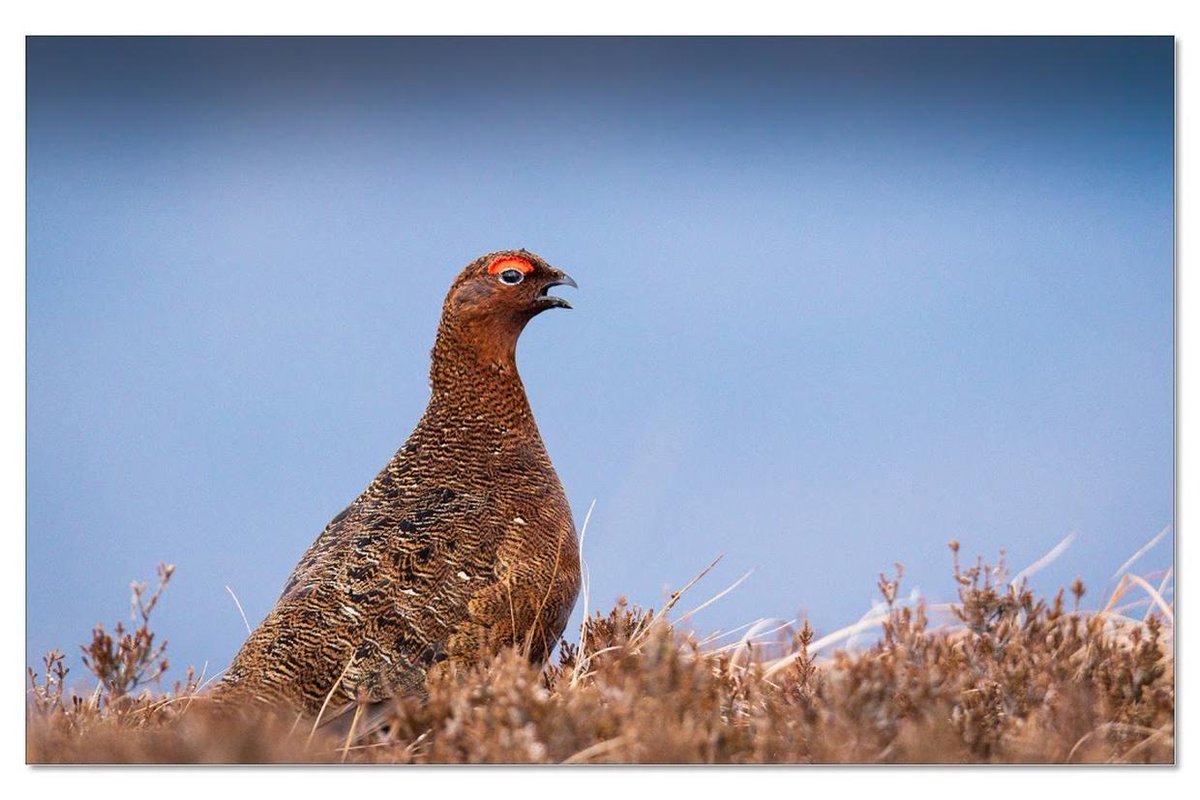 Tonight, Alan Lauder, Consultant Ecologist and Director, Wildlife Conservation & Science Ltd., will present ‘Celtic Bird Conservation...comparing and contrasting bird conservation challenges across Ireland and Scotland’ - Tuesday 12 March, 2024: Ashford Heritage Centre, @ 7.30pm