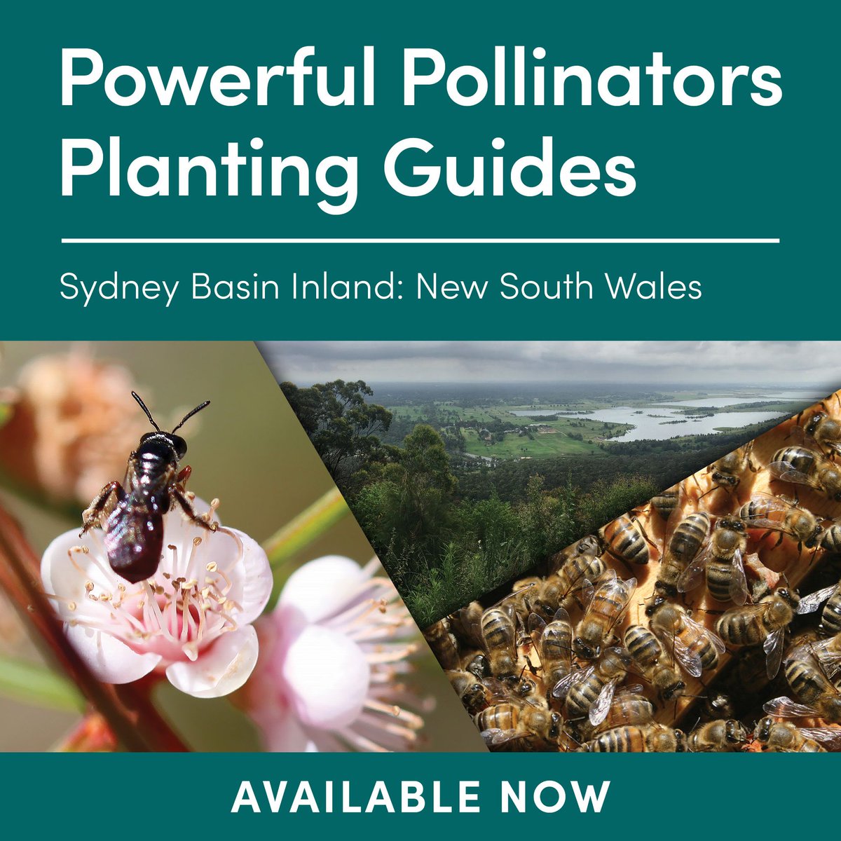 A Powerful Pollinators Planting Guide is available for residents of the Sydney Basin Inland region. The guide contains a list of plants indigenous to the region to help gardeners select plants that provide food for pollinators. Download the guide at bit.ly/3WRf8jN
