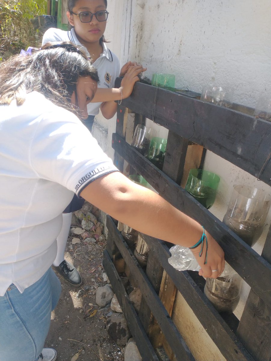 Cobaem_Morelos's tweet photo. 🌿 En el marco del programa #ECOBAEM y en concordancia con los Programas de Cultura del Agua y Desarrollo Sustentable; los alumnos del #Emsad02 de #Cuentepec, realizaron el cultivo de hortalizas de autoconsumo optimizando espacio a través de huertos verticales y huertos de https://t.co/Q5drkkzVK9