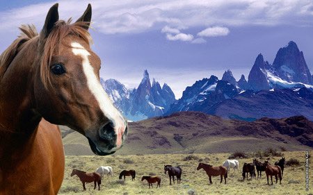 ChrisLeJeune44's tweet photo. #FeralHorses
#WildHorses
#AmericanFeralHorses
#AmericanWildHorses
#AmericanMustang
#HorseEcology
#Wildfires
#WildfirePrevention
#BLMRoundups https://t.co/Cy4Jy6pHtM