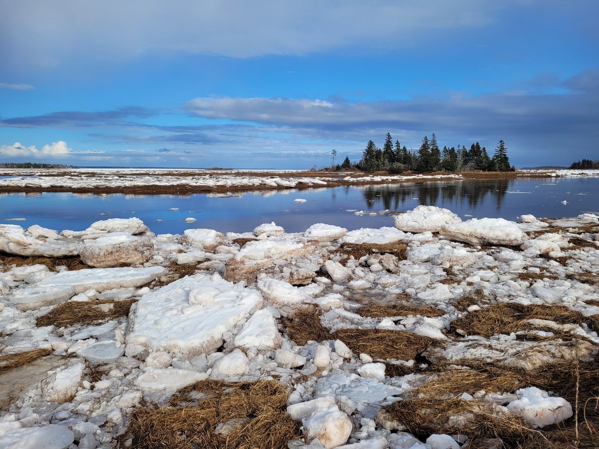 The ice is breaking up, the days are getting long, and the Song Sparrows and chickadees are starting to sing! Winter is coming to an end.