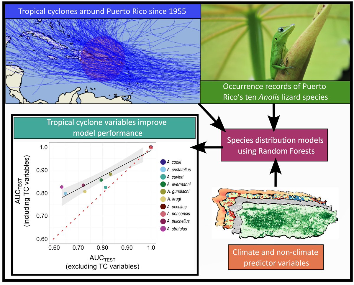 The second chapter of my dissertation came out today in @GlobalChangeBio! We found that including data on tropical cylone intensity and frequency improved average SDM performance for Puerto Rican anole lizards. If you don't have access, DM me for a copy 🦎onlinelibrary.wiley.com/doi/epdf/10.11…